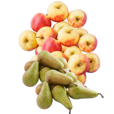 Elstar appels zak à 1.5 kilo
of Conference peren
schaal à 1 kilo